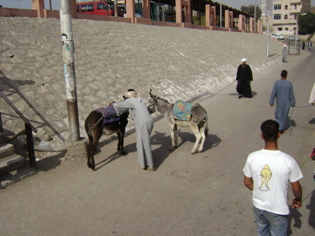 EGYPTE 2008 PROMENADE DROMADAIRE LOUXOR - 4