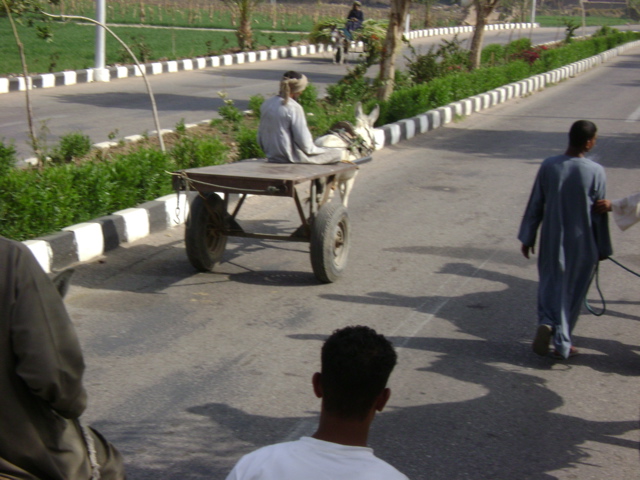 EGYPTE 2008 PROMENADE DROMADAIRE LOUXOR - 15