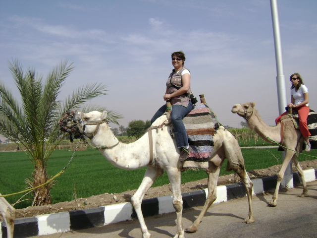 EGYPTE 2008 PROMENADE DROMADAIRE LOUXOR - 23