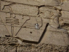 EGYPTE 2008 KOM OMBO - 11