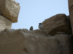 EGYPTE 2008 KARNAK - 24
