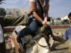 EGYPTE 2008 PROMENADE DROMADAIRE LOUXOR - 1