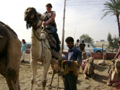 EGYPTE 2008 PROMENADE DROMADAIRE LOUXOR - 2