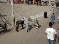 EGYPTE 2008 PROMENADE DROMADAIRE LOUXOR - 4