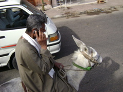 EGYPTE 2008 PROMENADE DROMADAIRE LOUXOR - 6