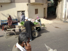 EGYPTE 2008 PROMENADE DROMADAIRE LOUXOR - 7