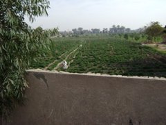 EGYPTE 2008 PROMENADE DROMADAIRE LOUXOR - 10