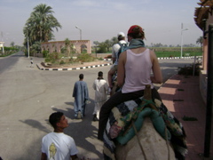 EGYPTE 2008 PROMENADE DROMADAIRE LOUXOR - 11