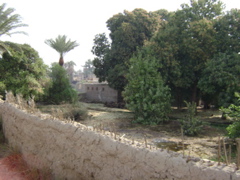 EGYPTE 2008 PROMENADE DROMADAIRE LOUXOR - 17