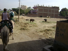 EGYPTE 2008 PROMENADE DROMADAIRE LOUXOR - 18