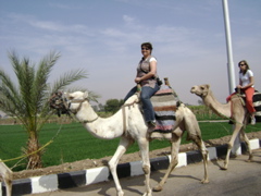 EGYPTE 2008 PROMENADE DROMADAIRE LOUXOR - 23