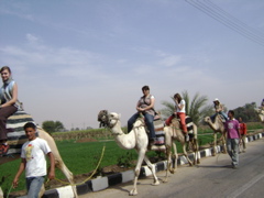 EGYPTE 2008 PROMENADE DROMADAIRE LOUXOR - 24