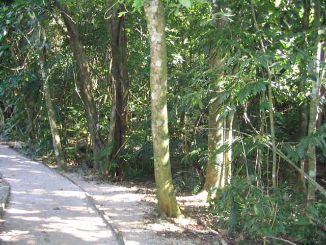 palenque - 66
