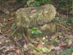 palenque - 65