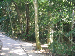 palenque - 66