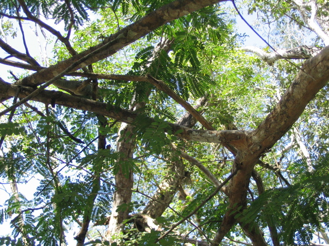 chichen itza - 113