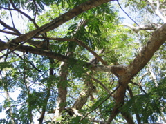 chichen itza - 113