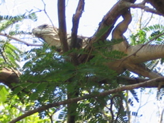 chichen itza - 115