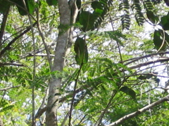 chichen itza - 116