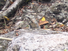 chichen itza - 119