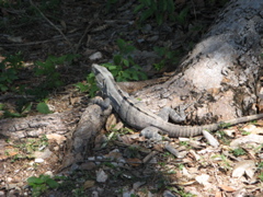 uxmal - 6