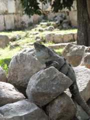 uxmal - 41