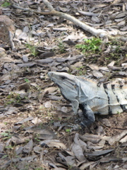 uxmal - 55
