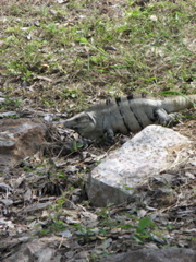 uxmal - 56