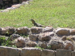 uxmal - 63