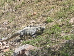 uxmal - 205