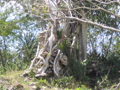 uxmal - 220