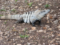 chichen itza - 60